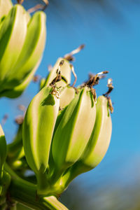 A close up image of a bunch of young green bananas growing on a tree