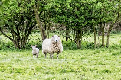 Deer on grassy field