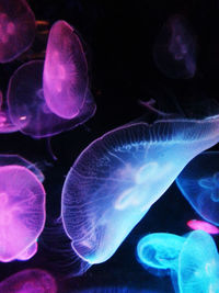 Close-up of jellyfish in water