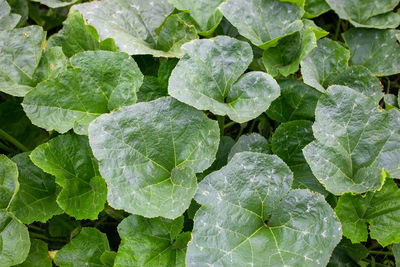 Full frame shot of water drops on leaves