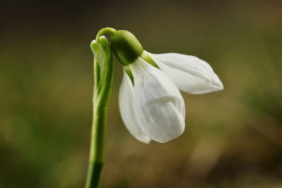 Close-up of white flower