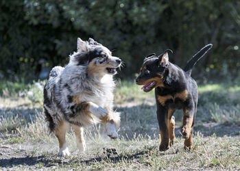 Dogs standing on field