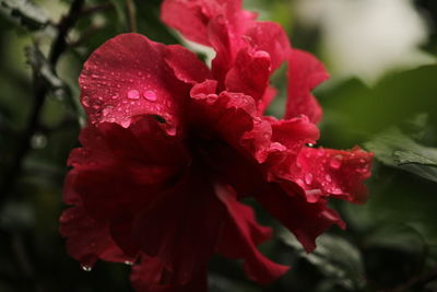 Close-up of wet red rose flower