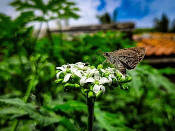 Butterfly on flower