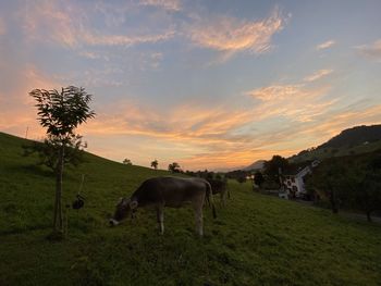 Horses grazing in a field