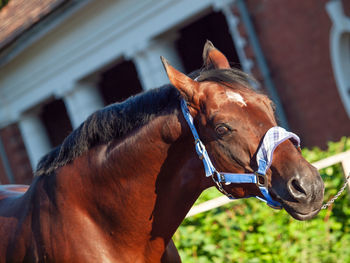 Close-up of horse in ranch