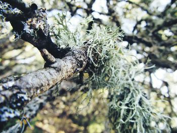 Low angle view of lizard on tree