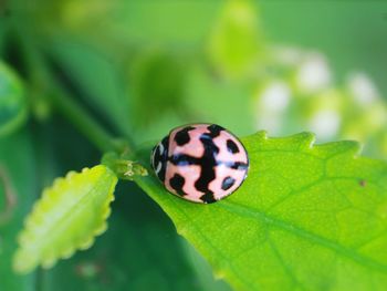 Close-up of insect on leaf