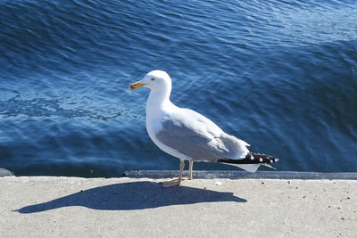 High angle view of seagull perching on a lake