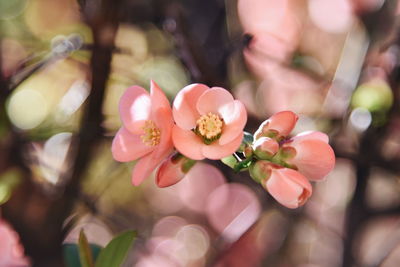 Close-up of pink flowering plant