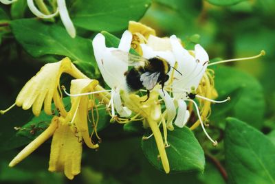 Close-up of bee on flower