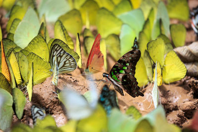 Close-up of butterfly on leaf