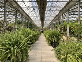 Empty footpath amidst plants