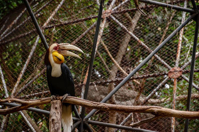 Bird perching on chainlink fence in zoo