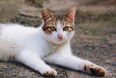 Portrait of cat lying on field