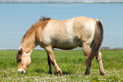 Horse grazing on field