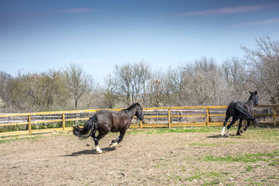 Horses on farm against clear sky