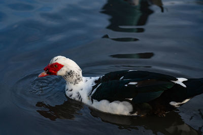 High angle view of duck swimming in lake