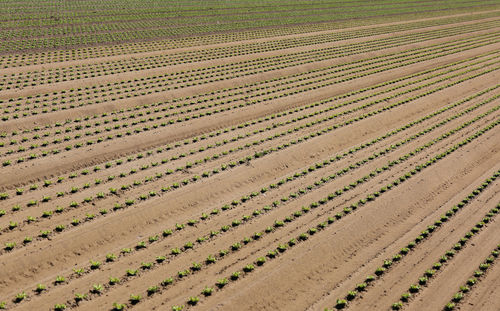 Full frame shot of agricultural field