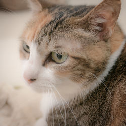 Close-up of a cat looking away