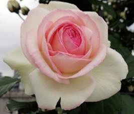 Close-up of pink rose