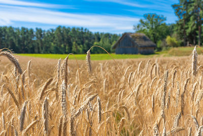 Wonderful field of yellow wheat ears ready to be harvested in summer with wooden house farm