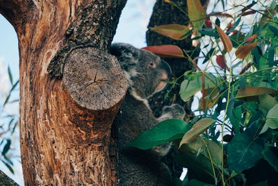 Close-up of a tree