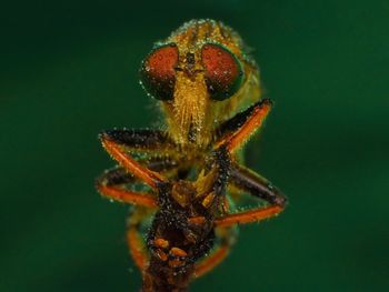 Close-up of spider