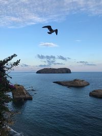 Bird flying over sea against sky