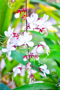 Close-up of pink flowering plant