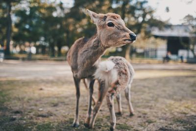 Deer standing on field