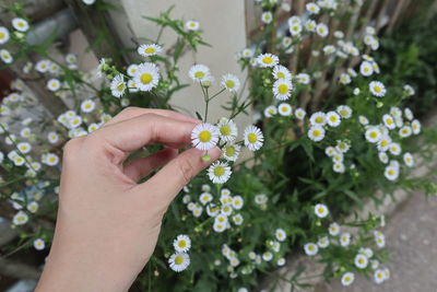 Close-up of hand holding flowering plant