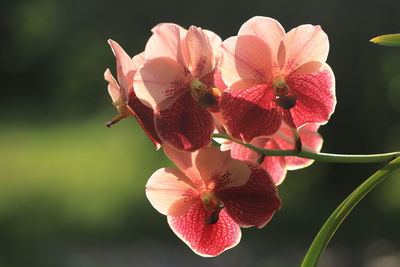 Close-up of pink flowering plant