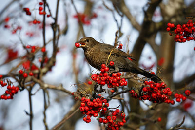 Blackbirds feasting on winter berries