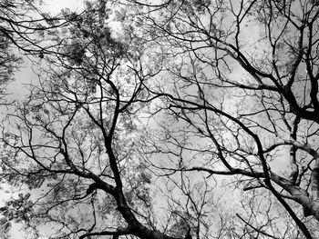 Low angle view of bare tree against sky