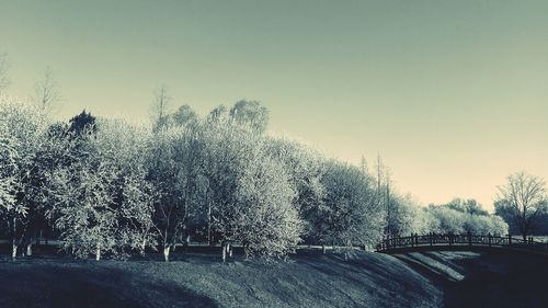 Trees against clear sky