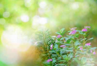 Close-up of purple flowering plants