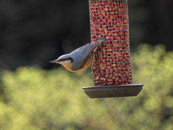 Close-up of bird perching on feeder