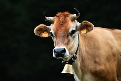 Close-up of cow