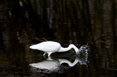 White duck in a lake