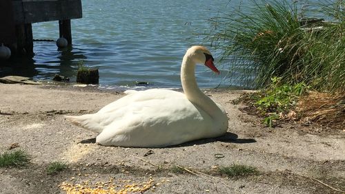 Swan on lakeshore