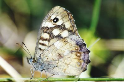 Close-up of butterfly perching outdoors