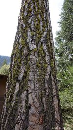 Low angle view of moss on tree trunk