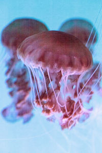 Close-up of jellyfish swimming in aquarium