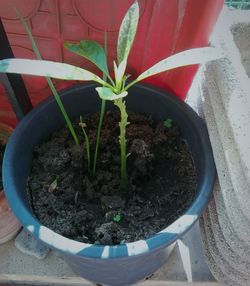 Close-up of plants