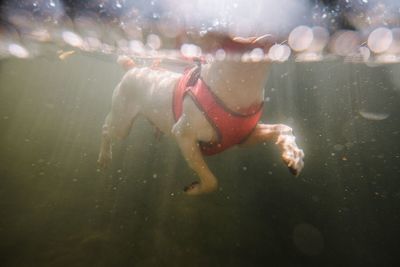 Close-up of dog swimming in water