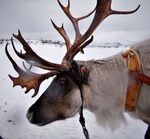 Close-up of deer on snow covered field