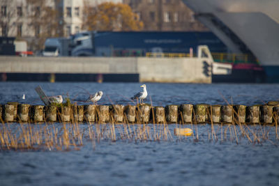 Seagulls perching on a lake