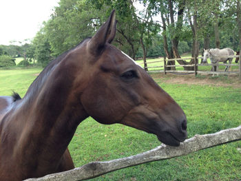 Close-up of horses grazing on field