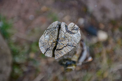 Close-up of wood